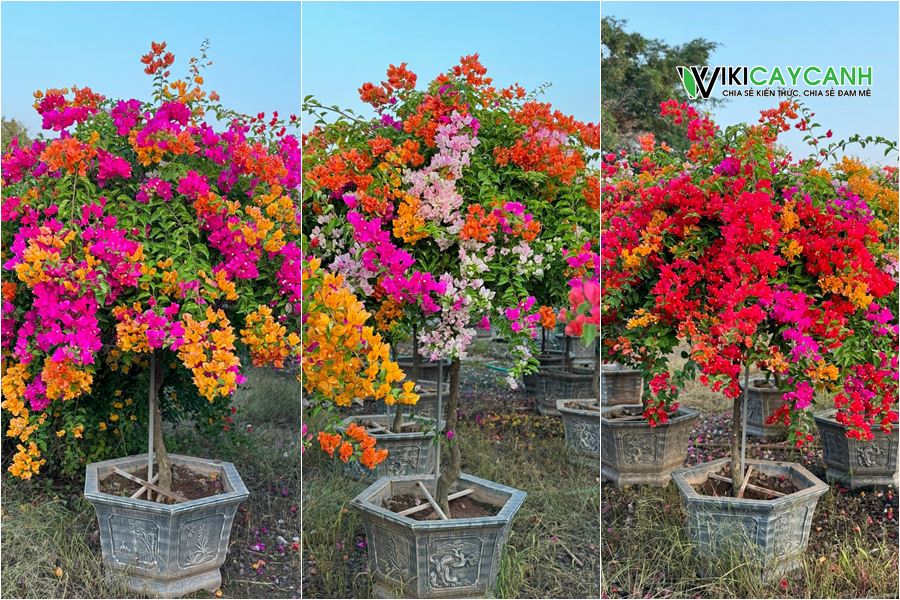 cách trồng và chăm sóc cây hoa giấy ngũ sắc tại nhà dịp Tết