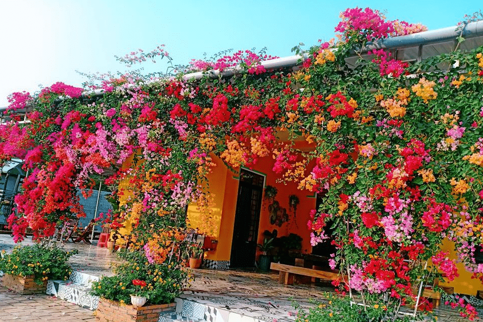 cây hoa giấy ngũ sắc được trồng trang trí cửa nhà