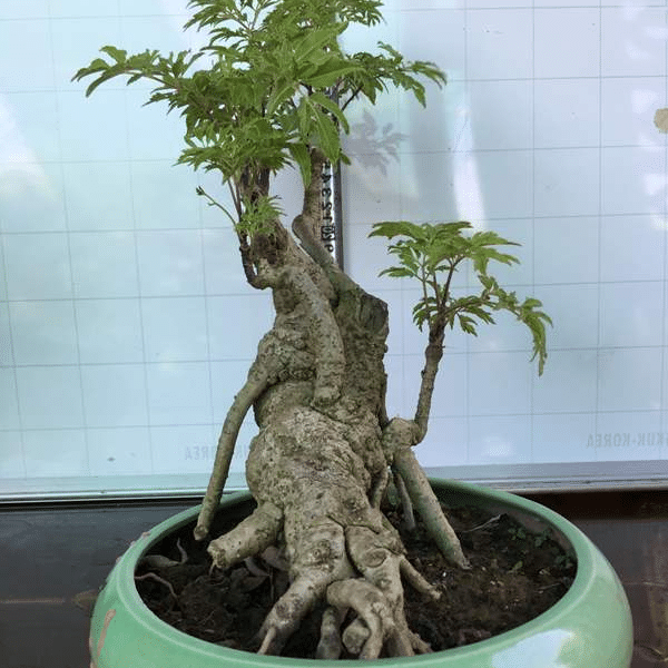 trồng bonsai đinh lăng