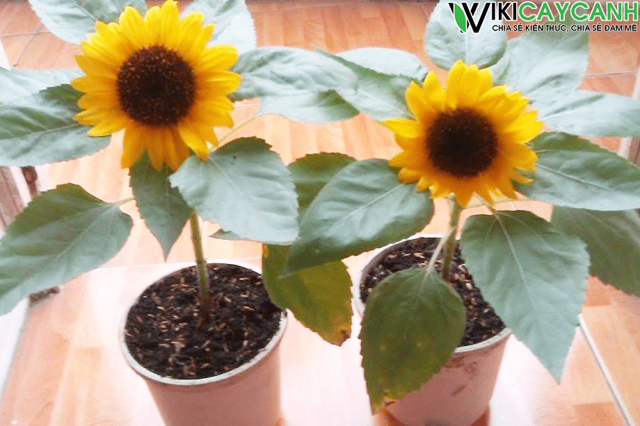 Sau khoảng 70-75 ngày, cây sẽ nở hoa. Bạn có thể đặt chậu hoa hướng dương ở nhiều vị trí khác nhau trong nhà để cảm nhận không khí Tết. 