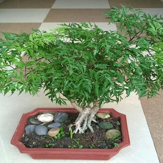 bonsai đinh lăng