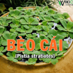 cách trồng bèo cái thủy sinh