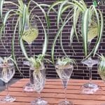 cách trồng cây dây nhện trong nước thủy canh