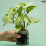 cách trồng cây tróc bạc thủy sinh