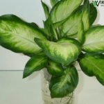 trồng cây vạn niên thanh trong nước thủy sinh