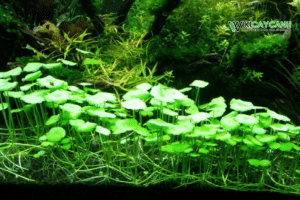 trồng rau má thủy canh