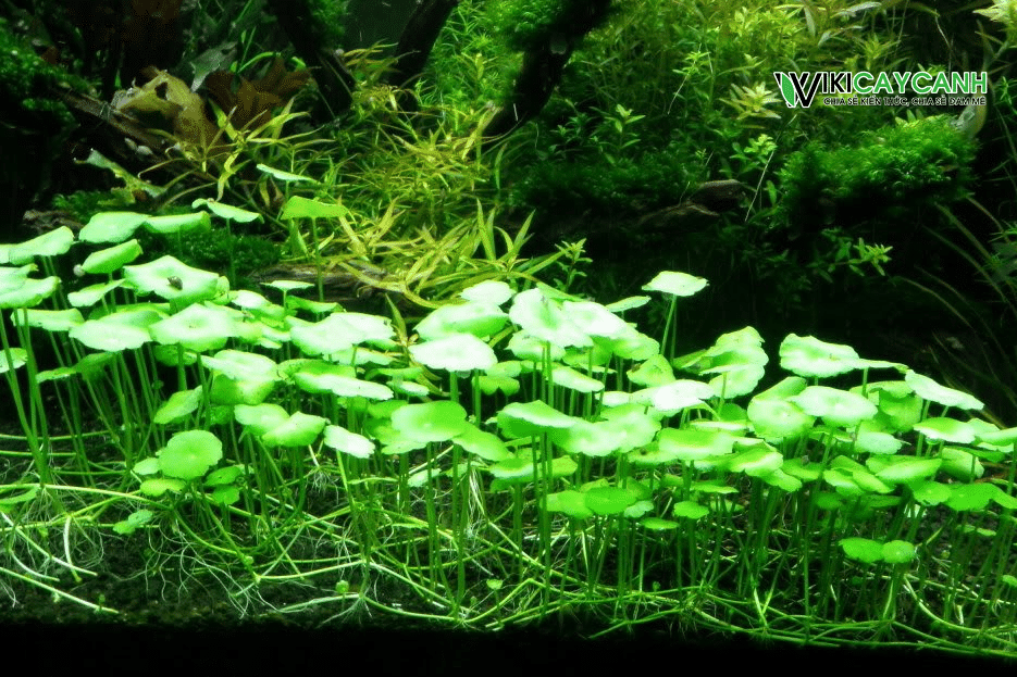 trồng rau má thủy canh