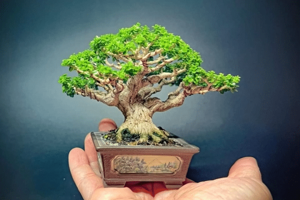 sam hương bonsai mini