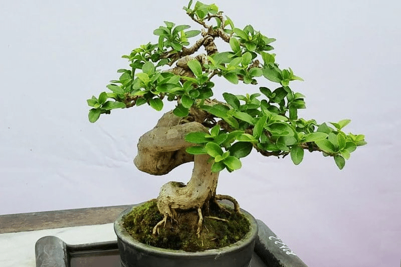 sam hương bonsai