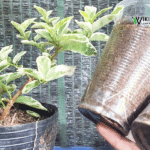 nhân giống sam hương