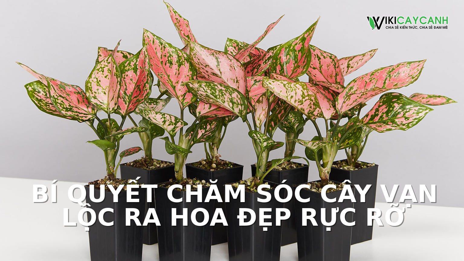 Hình ảnh minh họa cho Bí Quyết Chăm Sóc Cây Vạn Lộc Ra Hoa Đẹp Rực Rỡ