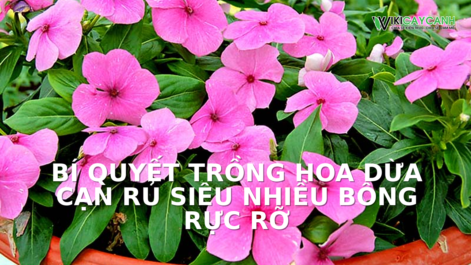 Hình ảnh minh họa cho Bí Quyết Trồng Hoa Dừa Cạn Rủ Siêu Nhiều Bông Rực Rỡ