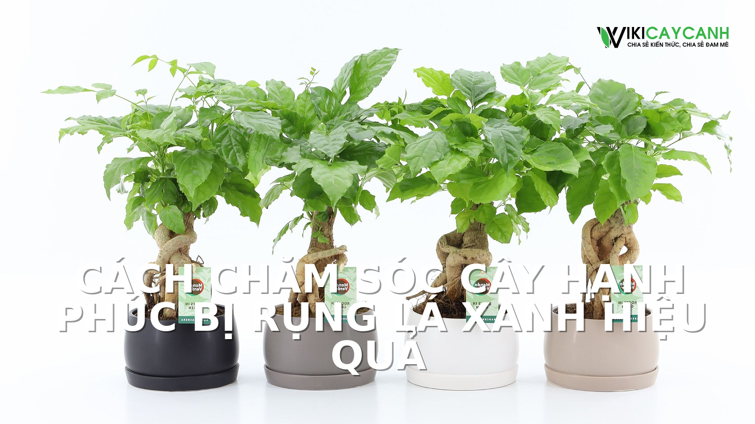 Hình ảnh minh họa cho Cách Chăm Sóc Cây Hạnh Phúc Bị Rụng Lá Xanh Hiệu Quả