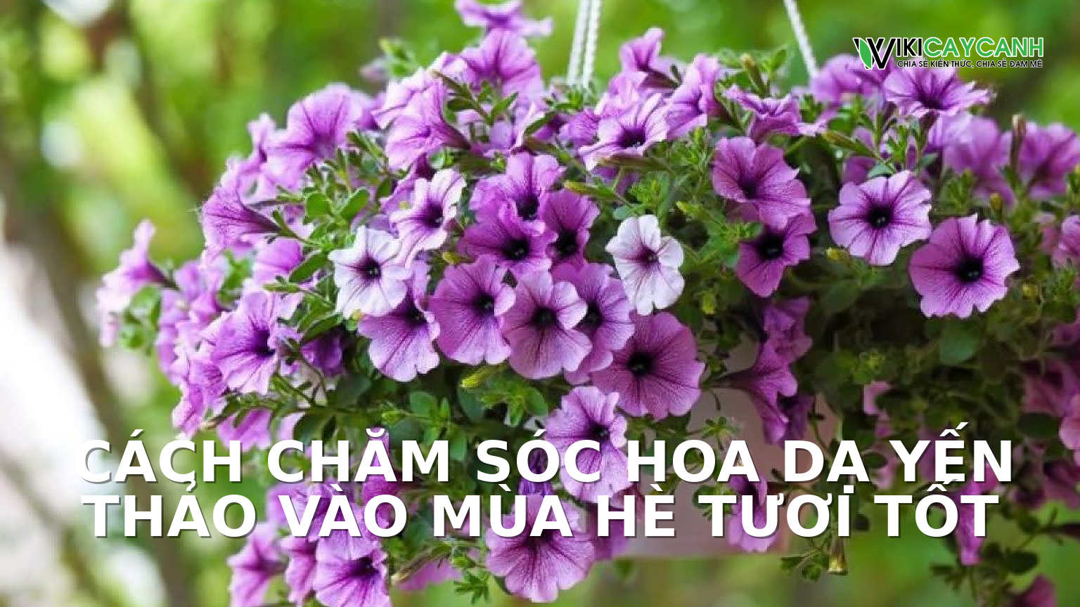 Hình ảnh minh họa cho Cách Chăm Sóc Hoa Dạ Yến Thảo Vào Mùa Hè Tươi Tốt