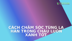 Hình ảnh minh họa cho Cách Chăm Sóc Tùng La Hán Trong Chậu Luôn Xanh Tốt