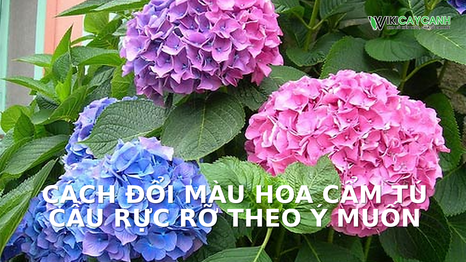 Hình ảnh minh họa cho Cách Đổi Màu Hoa Cẩm Tú Cầu Rực Rỡ Theo Ý Muốn