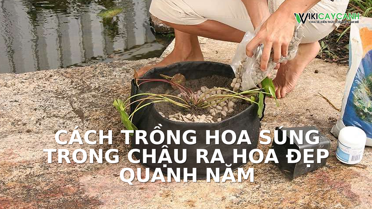 Hình ảnh minh họa cho Cách Trồng Hoa Súng Trong Chậu Ra Hoa Đẹp Quanh Năm