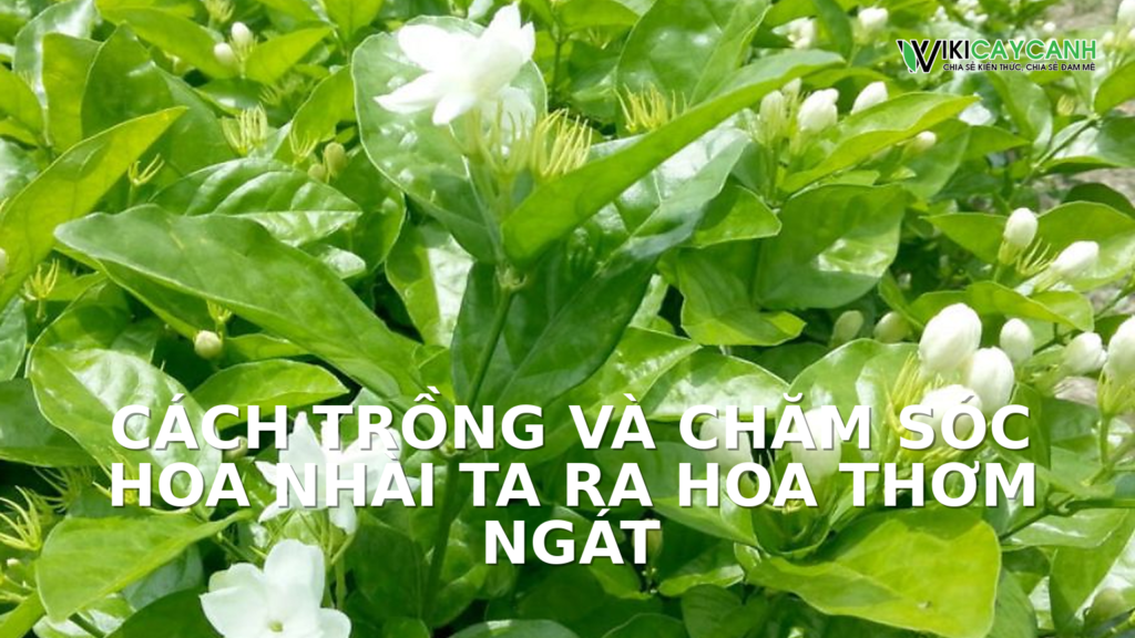 Hình ảnh minh họa cho Cách Trồng Và Chăm Sóc Hoa Nhài Ta Ra Hoa Thơm Ngát