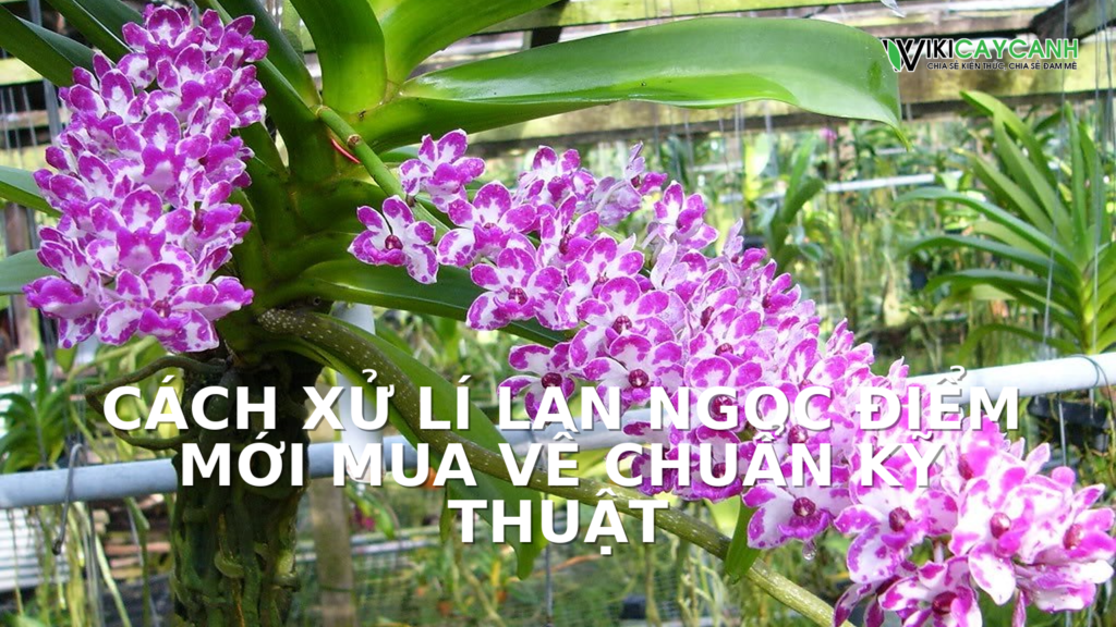 Hình ảnh minh họa cho Cách Xử Lí Lan Ngọc Điểm Mới Mua Về Chuẩn Kỹ Thuật
