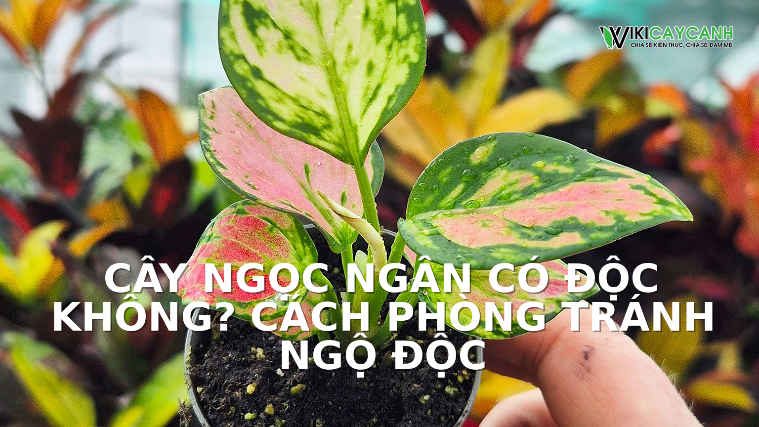 Hình ảnh minh họa cho Cây Ngọc Ngân Có Độc Không? Cách Phòng Tránh Ngộ Độc