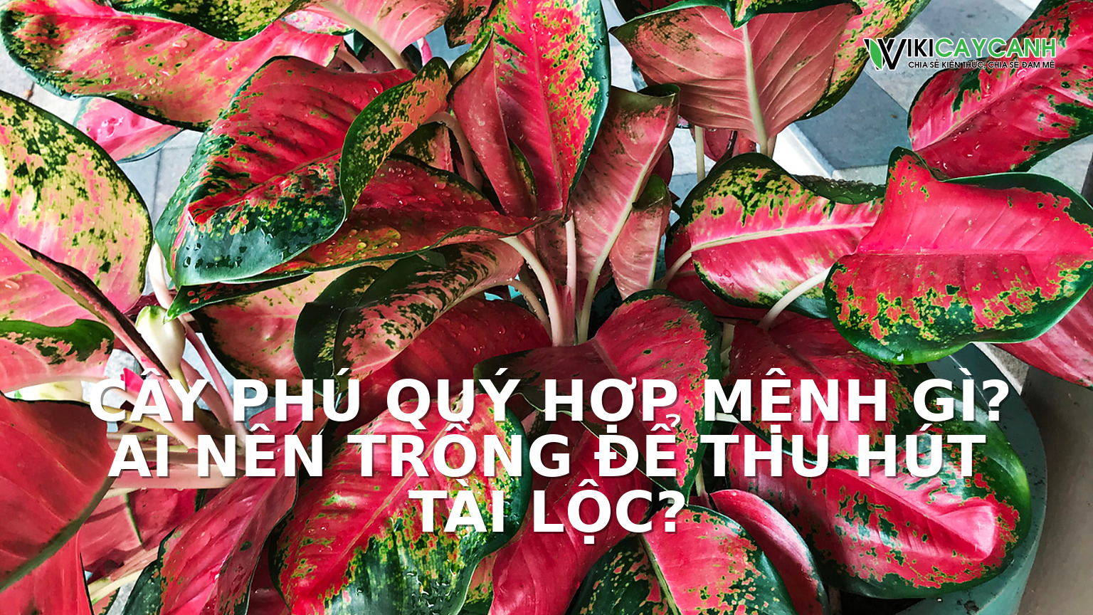 Hình ảnh minh họa cho Cây Phú Quý Hợp Mệnh Gì? Ai Nên Trồng Để Thu Hút Tài Lộc?