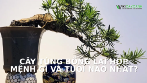 Hình ảnh minh họa cho Cây Tùng Bồng Lai Hợp Mệnh Gì Và Tuổi Nào Nhất?