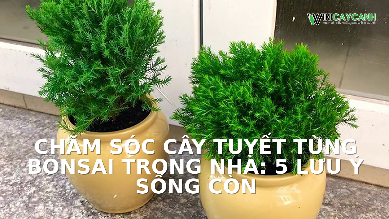 Hình ảnh minh họa cho Chăm Sóc Cây Tuyết Tùng Bonsai Trong Nhà: 5 Lưu Ý Sống Còn