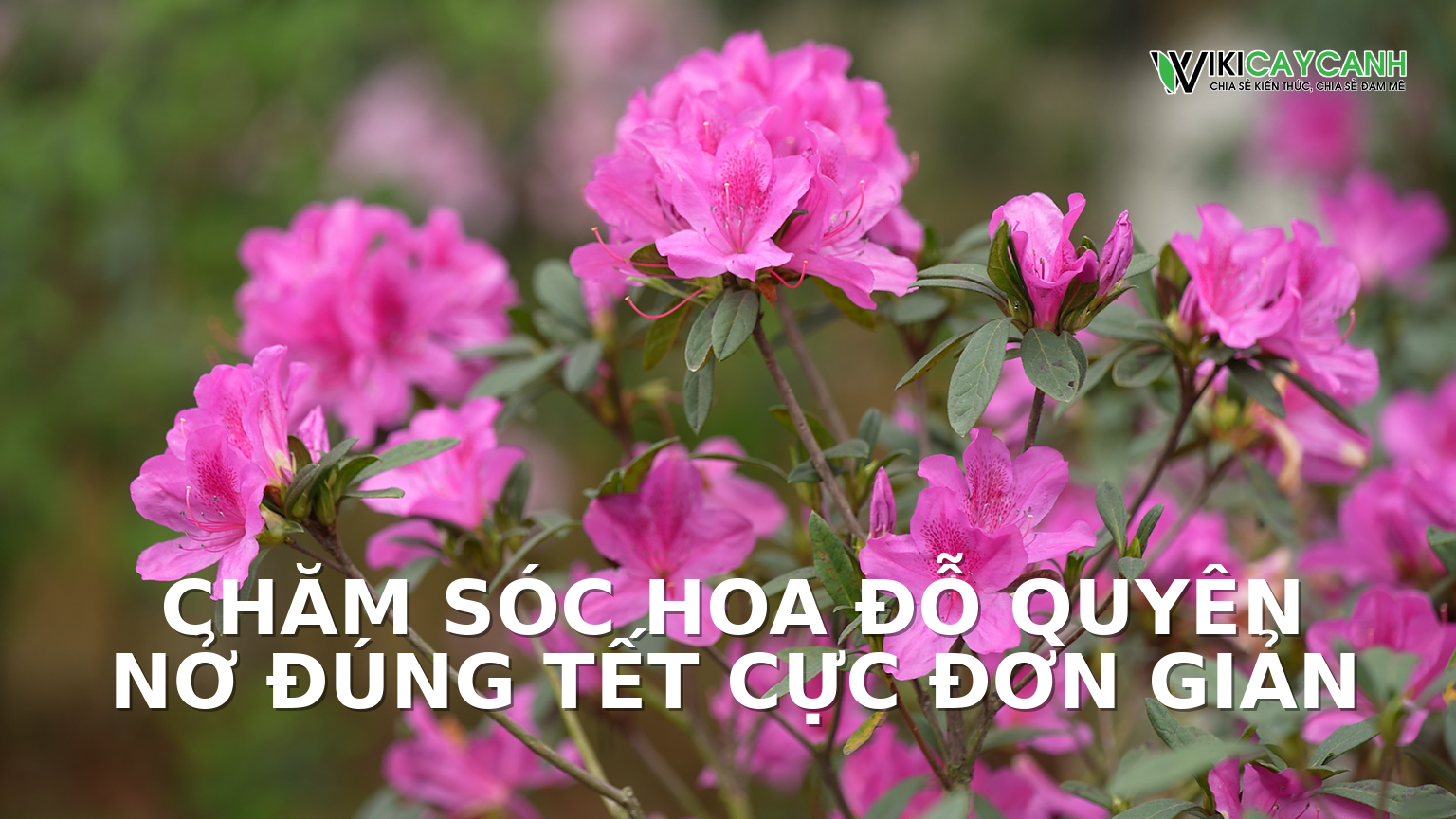 Hình ảnh minh họa cho Chăm Sóc Hoa Đỗ Quyên Nở Đúng Tết Cực Đơn Giản