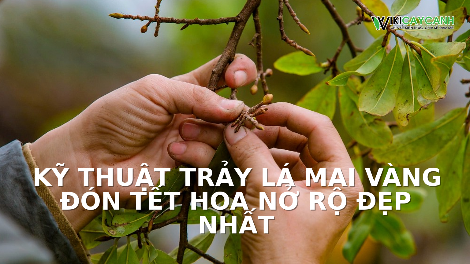 Hình ảnh minh họa cho Kỹ Thuật Trảy Lá Mai Vàng Đón Tết Hoa Nở Rộ Đẹp Nhất