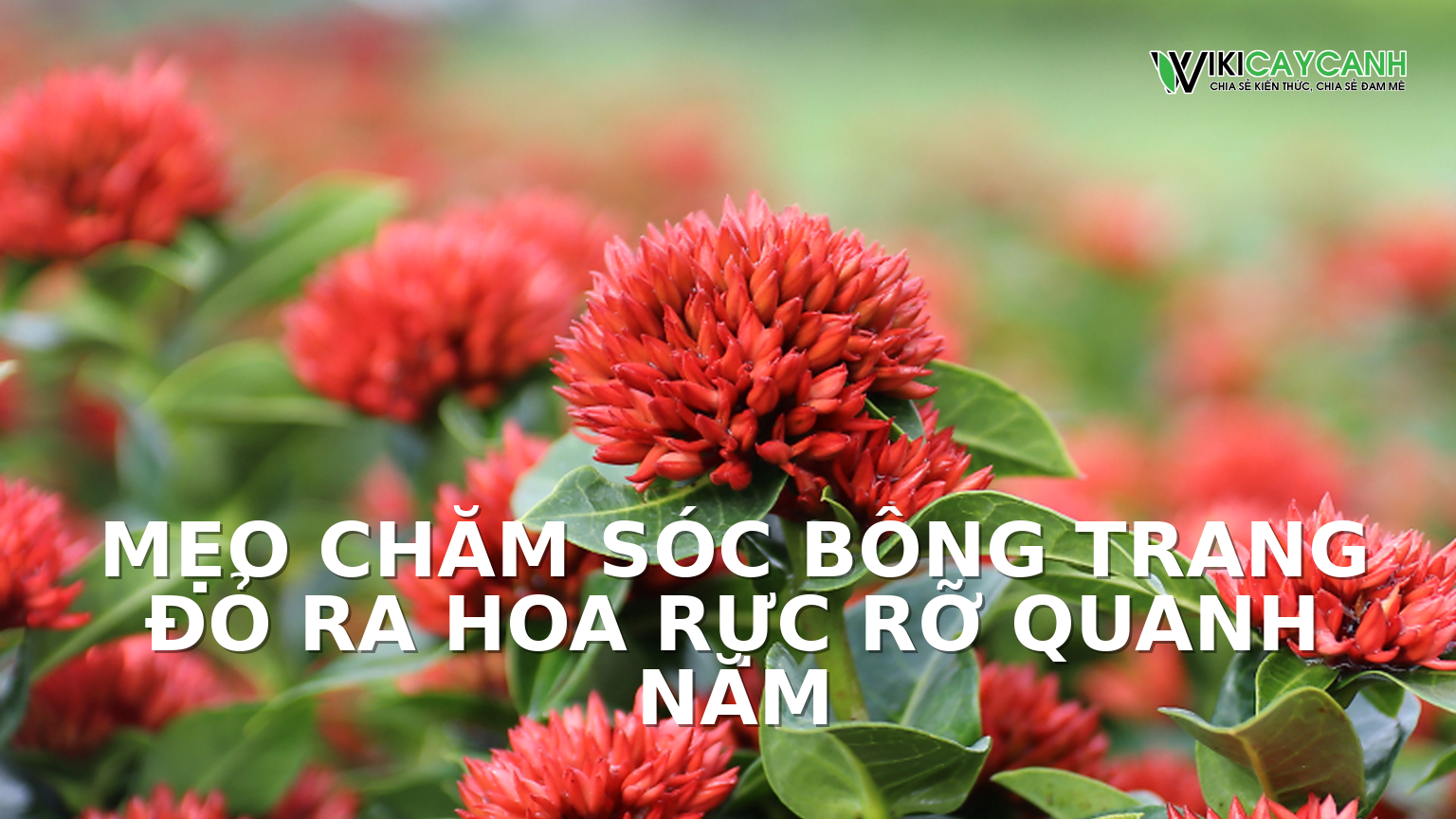Hình ảnh minh họa cho Mẹo Chăm Sóc Bông Trang Đỏ Ra Hoa Rực Rỡ Quanh Năm