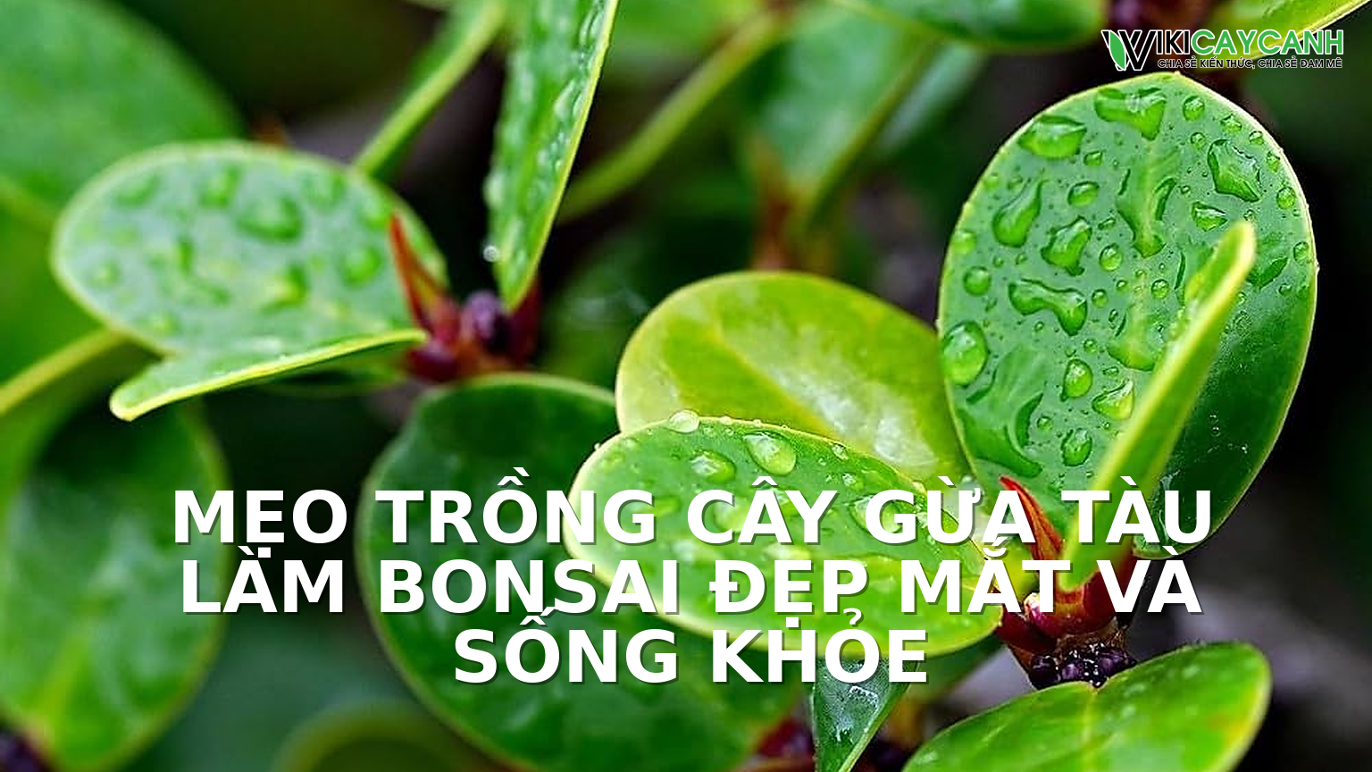 Hình ảnh minh họa cho Mẹo Trồng Cây Gừa Tàu Làm Bonsai Đẹp Mắt Và Sống Khỏe