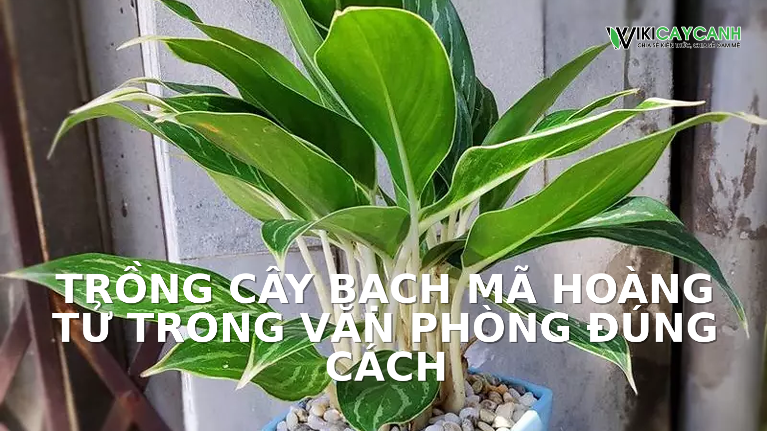 Hình ảnh minh họa cho Trồng Cây Bạch Mã Hoàng Tử Trong Văn Phòng Đúng Cách