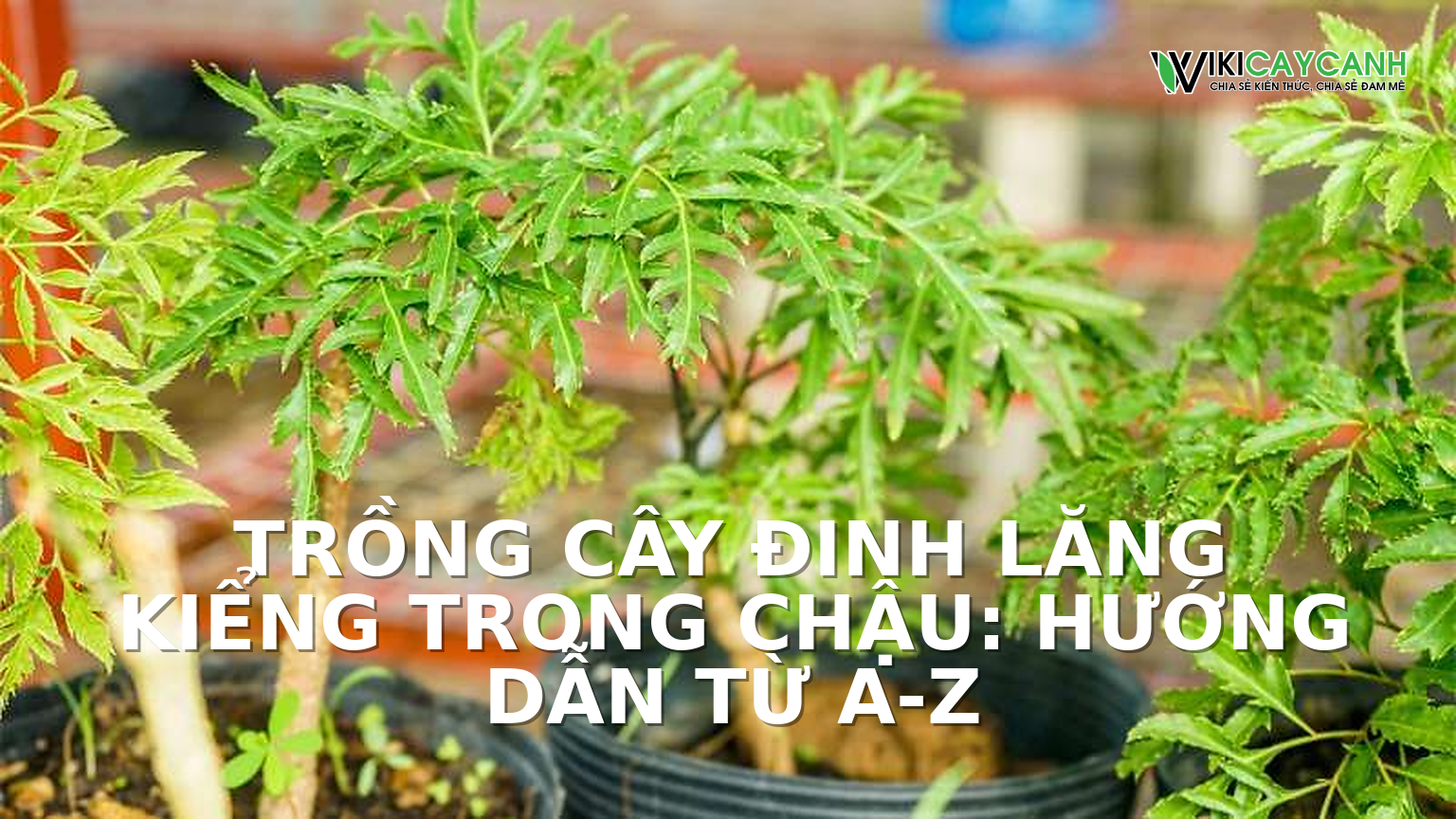 Hình ảnh minh họa cho Trồng Cây Đinh Lăng Kiểng Trong Chậu: Hướng Dẫn Từ A-Z