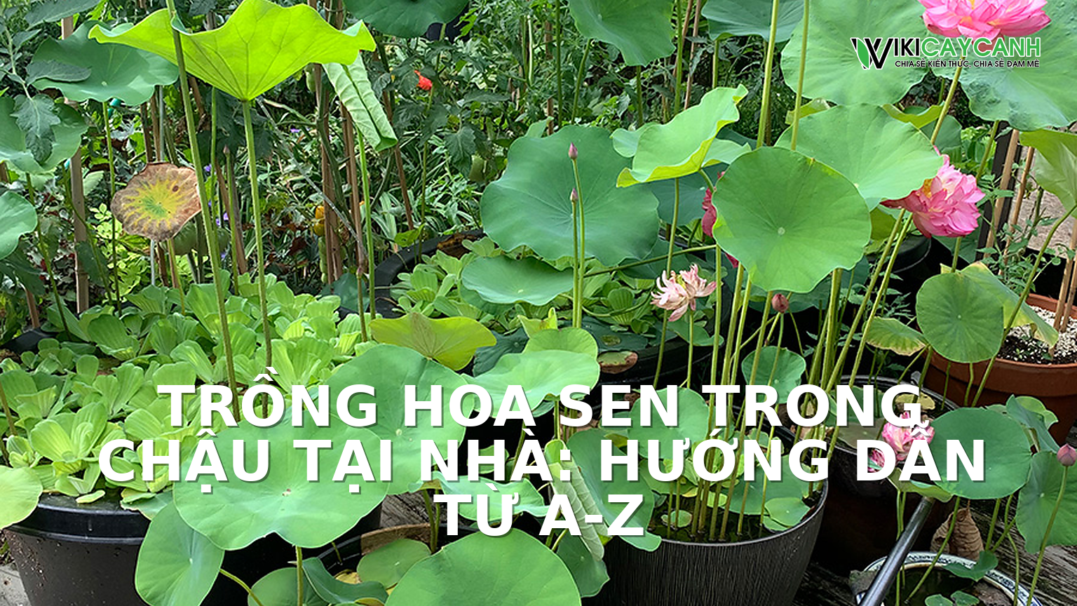 Hình ảnh minh họa cho Trồng Hoa Sen Trong Chậu Tại Nhà: Hướng Dẫn Từ A-Z