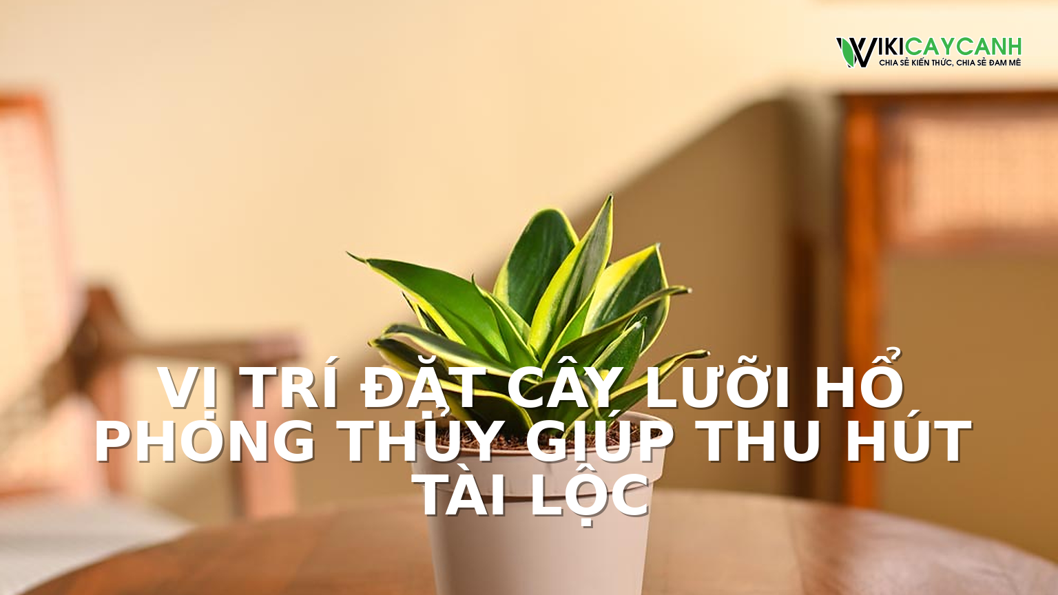Hình ảnh minh họa cho Vị Trí Đặt Cây Lưỡi Hổ Phong Thủy Giúp Thu Hút Tài Lộc