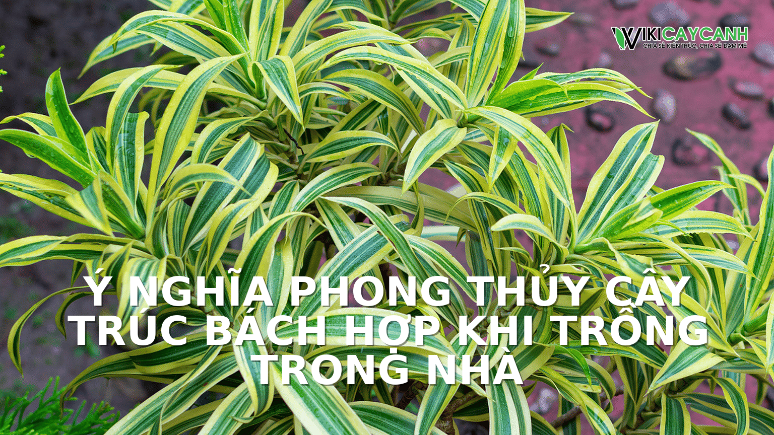 Hình ảnh minh họa cho Ý Nghĩa Phong Thủy Cây Trúc Bách Hợp Khi Trồng Trong Nhà
