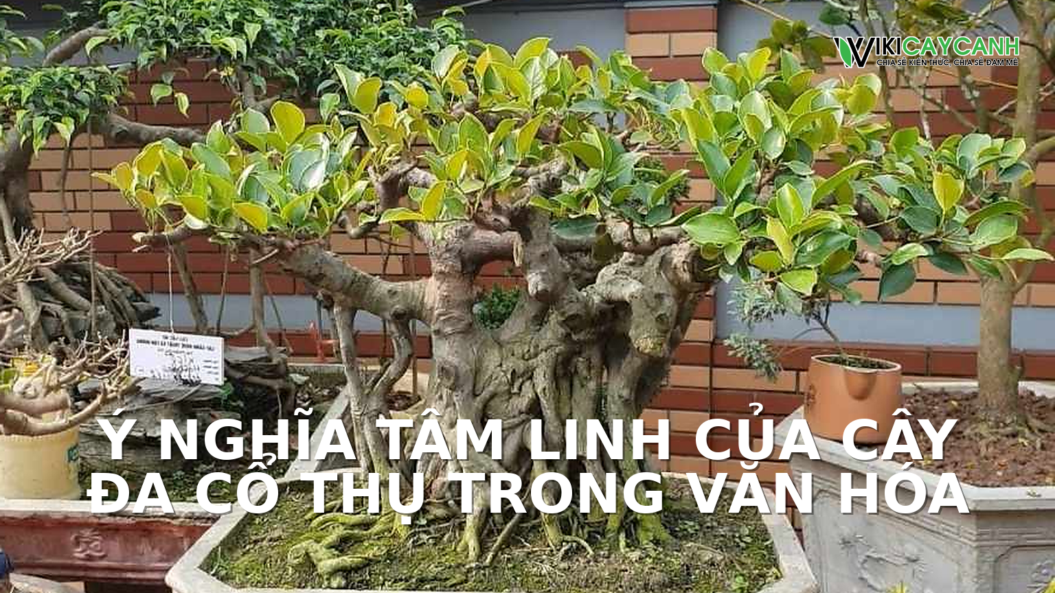 Hình ảnh minh họa cho Ý Nghĩa Tâm Linh Của Cây Đa Cổ Thụ Trong Văn Hóa