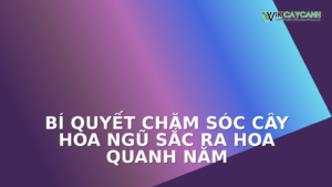 Hình ảnh minh họa cho Bí Quyết Chăm Sóc Cây Hoa Ngũ Sắc Ra Hoa Quanh Năm