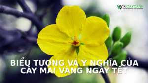 Hình ảnh minh họa cho Biểu Tượng Và Ý Nghĩa Của Cây Mai Vàng Ngày Tết
