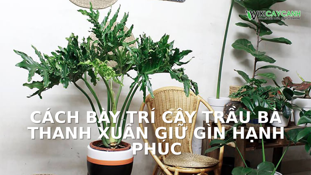 Hình ảnh minh họa cho Cách Bày Trí Cây Trầu Bà Thanh Xuân Giữ Gìn Hạnh Phúc