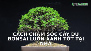 Hình ảnh minh họa cho Cách Chăm Sóc Cây Du Bonsai Luôn Xanh Tốt Tại Nhà