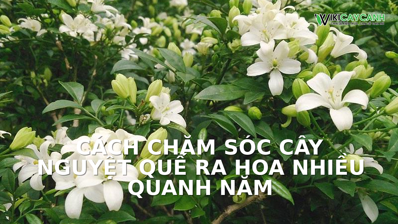 Hình ảnh minh họa cho Cách Chăm Sóc Cây Nguyệt Quế Ra Hoa Nhiều Quanh Năm