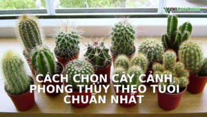 Hình ảnh minh họa cho Cách Chọn Cây Cảnh Phong Thủy Theo Tuổi Chuẩn Nhất
