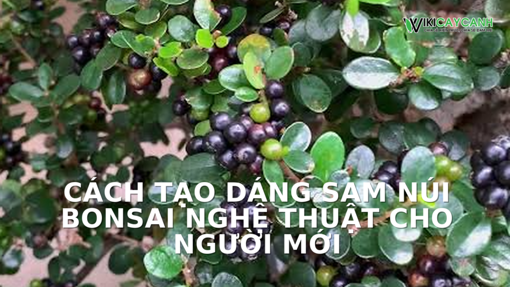 Hình ảnh minh họa cho Cách Tạo Dáng Sam Núi Bonsai Nghệ Thuật Cho Người Mới