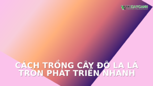 Hình ảnh minh họa cho Cách Trồng Cây Đô La Lá Tròn Phát Triển Nhanh