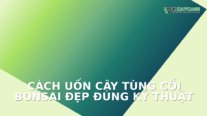 Hình ảnh minh họa cho Cách Uốn Cây Tùng Cối Bonsai Đẹp Đúng Kỹ Thuật