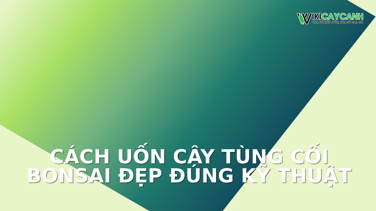 Hình ảnh minh họa cho Cách Uốn Cây Tùng Cối Bonsai Đẹp Đúng Kỹ Thuật