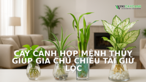 Hình ảnh minh họa cho Cây Cảnh Hợp Mệnh Thủy Giúp Gia Chủ Chiêu Tài Giữ Lộc