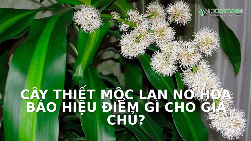 Hình ảnh minh họa cho Cây Thiết Mộc Lan Nở Hoa Báo Hiệu Điềm Gì Cho Gia Chủ?