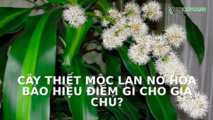 Hình ảnh minh họa cho Cây Thiết Mộc Lan Nở Hoa Báo Hiệu Điềm Gì Cho Gia Chủ?